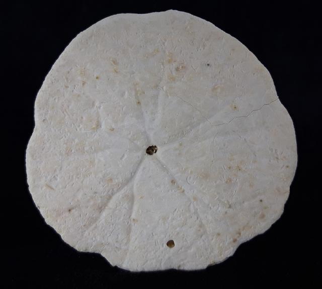 Scutella faujasi (DEFRANCE 1827) - Bild © FossNet FossilienStore